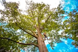 Best Arborist Consultation Services  in Bellevue, IA