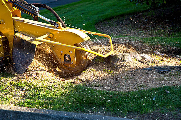 Best Aeration Services  in Bellevue, IA